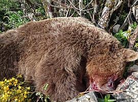 Tragedia en el corazón del Narcea: muere un oso pardo tras caer por una ladera en la escarpada penona de Xalón