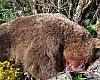 Tragedia en el corazón del Narcea: muere un oso pardo tras caer por una ladera en la escarpada penona de Xalón