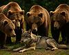  El futuro del oso pardo se decide en Europa: Asturias consolida su recuperación mientras Rumanía y Eslovaquia amenazan con retrocesos brutales