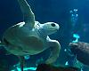 Vive un día inolvidable en el Acuario de Gijón: una experiencia para asturianos y visitantes que no puedes perderte