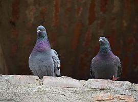  El Ayuntamiento de Gijón intensifica la lucha contra las palomas urbanas: 900 capturas y un coste de 243.653 euros en daños