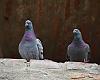  El Ayuntamiento de Gijón intensifica la lucha contra las palomas urbanas: 900 capturas y un coste de 243.653 euros en daños