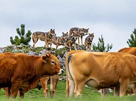 Medio rural concede ayudas por valor de 1,8 millones para impulsar medidas de prevención frente a la fauna silvestre