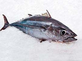  Avilés inaugura la campaña del bonito del Norte con la primera descarga de 600 kilos procedentes de Bermeo