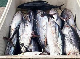 Subasta amarga en Avilés: los pescadores no cubren costes y el mercado no puede pagar más