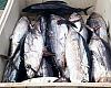Subasta amarga en Avilés: los pescadores no cubren costes y el mercado no puede pagar más