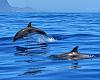 Navega junto a delfines en libertad y descubre Gibraltar como nunca antes: la excursión que no querrás perderte este verano