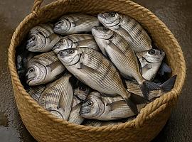 Cazados con el capacho lleno: dos pescadores asturianos, pillados con más de 30 kilos de sargos en Galicia