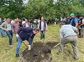 El Principado cuenta con seis nuevas especies de coníferas aptas para repoblar áreas afectadas por la banda marrón o peste del pino
