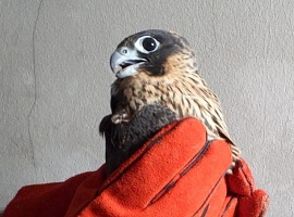 Liberados once erizos y dos halcones peregrinos tras su recuperación en Sobrescobio: una historia de rescate y esperanza en la fauna asturiana