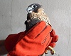 Liberados once erizos y dos halcones peregrinos tras su recuperación en Sobrescobio: una historia de rescate y esperanza en la fauna asturiana