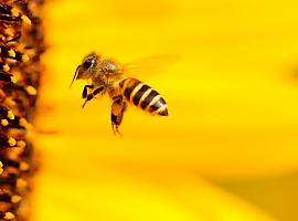 El Principado lanza un plan de 462.000 euros para blindar la apicultura asturiana frente a enfermedades, fauna salvaje y el cambio climático