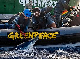 Greenpeace libera tiburones capturados por un pesquero español en el Pacífico y denuncia el modelo destructivo de la pesca industrial