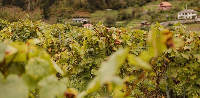Viña y Obra 2025: el festival que hace brindar a la ciencia, la poesía y el indie pop con vino de Cangas