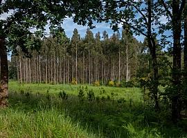 Asturias, ante la amenaza verde: 25 organizaciones ecologistas exigen una moratoria urgente al eucalipto como ya aplican Galicia y Bizkaia