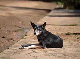 Récord de abandono animal en España: más de 292.000 perros y gatos recogidos en un solo año, la cifra más alta desde 2020