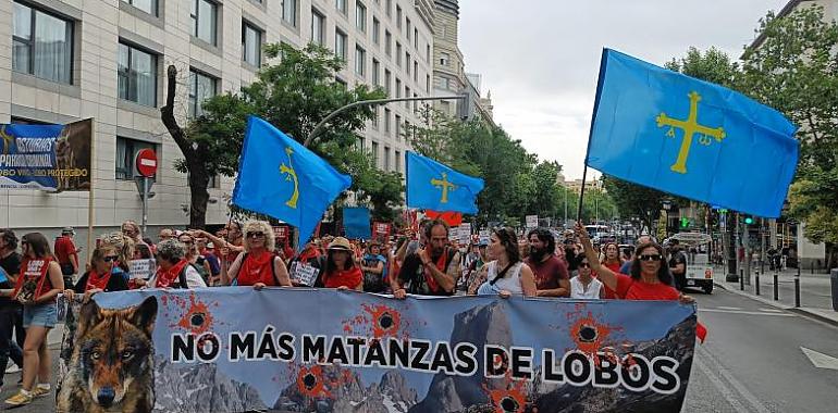 “Lobo vivo y protegido”: miles claman en Madrid contra las matanzas mientras Asturias reactiva las escopetas