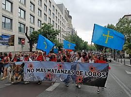 “Lobo vivo y protegido”: miles claman en Madrid contra las matanzas mientras Asturias reactiva las escopetas