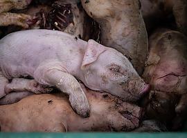 90.000 cerdos acaban cada año en la basura en España: el rostro invisible del desperdicio alimentario