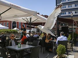 Las gaviotas toman Gijón: del acantilado a la terraza