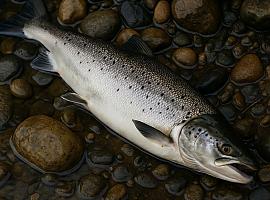Se va el salmón, y con él una Asturias que ya no reconoce sus ríos