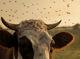 Alerta ganadera en Asturias: Medio Rural llama a extremar precauciones ante la amenaza de enfermedades transmitidas por mosquitos