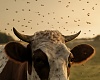 Alerta ganadera en Asturias: Medio Rural llama a extremar precauciones ante la amenaza de enfermedades transmitidas por mosquitos