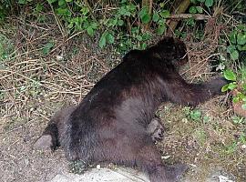 Macho pardo de 170 kilos hallado muerto en Belmonte: el Principado investiga un posible caso de furtivismo