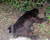 Macho pardo de 170 kilos hallado muerto en Belmonte: el Principado investiga un posible caso de furtivismo