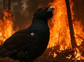 Los incendios en Asturias arrasan con el último refugio del urogallo cantábrico: “Estamos asistiendo a su desaparición”
