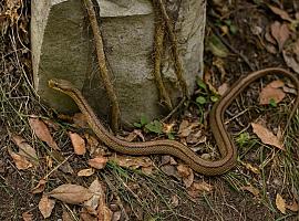 Una serpiente de metro y medio aparece en plena calle de Gijón y dispara la alarma: “cada vez están más cerca de nuestras casas”