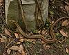 Una serpiente de metro y medio aparece en plena calle de Gijón y dispara la alarma: “cada vez están más cerca de nuestras casas”