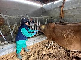 Medio Rural confirma dos casos de lengua azul en Asturias