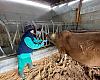 Medio Rural confirma dos casos de lengua azul en Asturias