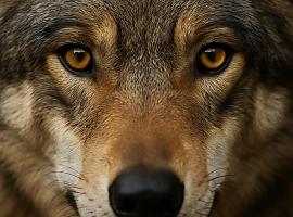 Asturias se persona ante el Constitucional para defender la rebaja de la protección del lobo