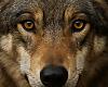 Asturias se persona ante el Constitucional para defender la rebaja de la protección del lobo