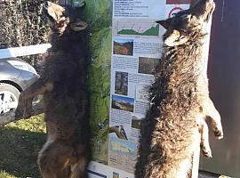 La Fiscalía denuncia ante el juzgado el suceso de los dos lobos que aparecieron colgados en Ponga: los hechos se investigan como delito ambiental
