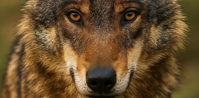 Morcín reúne a su Junta Ganadera para analizar los daños del lobo en el concejo
