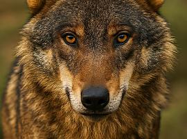 Morcín reúne a su Junta Ganadera para analizar los daños del lobo en el concejo