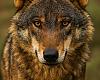 Morcín reúne a su Junta Ganadera para analizar los daños del lobo en el concejo