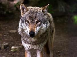 El Principado autoriza a cazadores la extracción de lobos en reservas con más daños al ganado para reforzar el plan de gestión