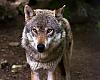 El Principado autoriza a cazadores la extracción de lobos en reservas con más daños al ganado para reforzar el plan de gestión