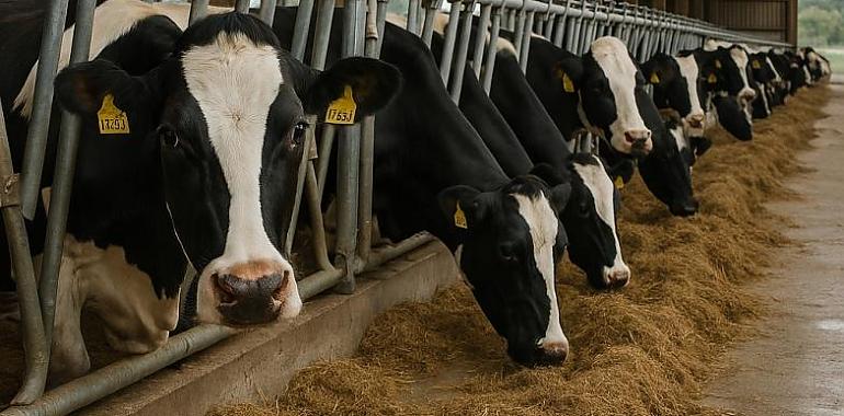 Cinco años de sangría láctea en Asturias: desaparecen casi 500 explotaciones