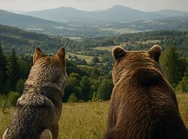 Tras el lobo, el oso: el campo asturiano abre un nuevo frente en plena “victoria” de la conservación