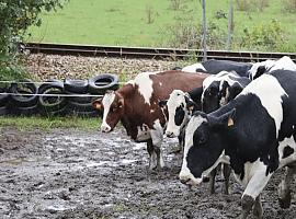 El crimen de Ribadesella abre un doble frente: la investigación por el asesinato de Toño Otero y la tutela del Principado sobre sus vacas en mal estado