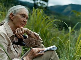 Adiós a Jane Goodall, la dama que nos enseñó a mirar a los primates