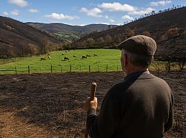 El Gobierno de Asturias inyecta 358.590 euros en ayudas urgentes a 133 ganaderías afectadas por los incendios de agosto