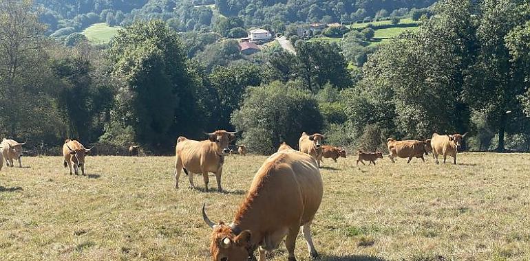 Récord histórico en las ayudas de la PAC: Medio Rural abona 92,5 millones a agricultores y ganaderos asturianos