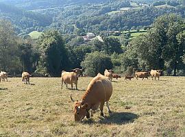 Récord histórico en las ayudas de la PAC: Medio Rural abona 92,5 millones a agricultores y ganaderos asturianos