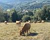 Récord histórico en las ayudas de la PAC: Medio Rural abona 92,5 millones a agricultores y ganaderos asturianos